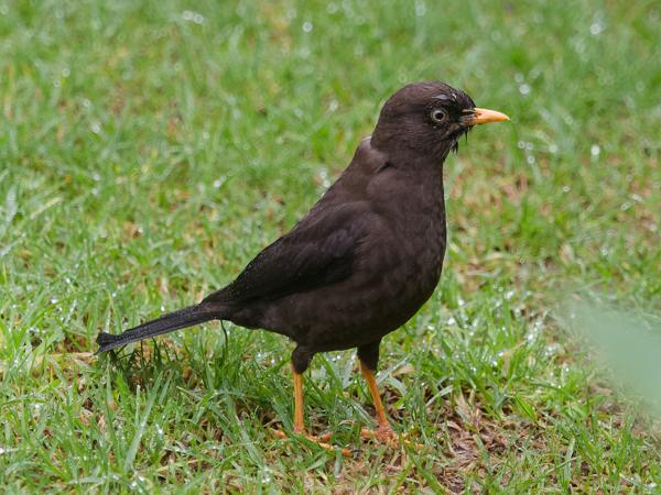 <h3><a href="/trips/costa-rica/biota/animalia/chordata/aves/040 passeriformes/107 turdidae/turdus nigrescens/turdus nigrescens-nl.html">Turdus&nbsp;nigrescens</a> / Sooty&nbsp;thrush / Roetlijster</h3>OM-1 met M.40-150mm F2.8 + MC-14, 1/2000 sec  bij F4.0, ISO 2500, afstand 3.90&nbsp;m